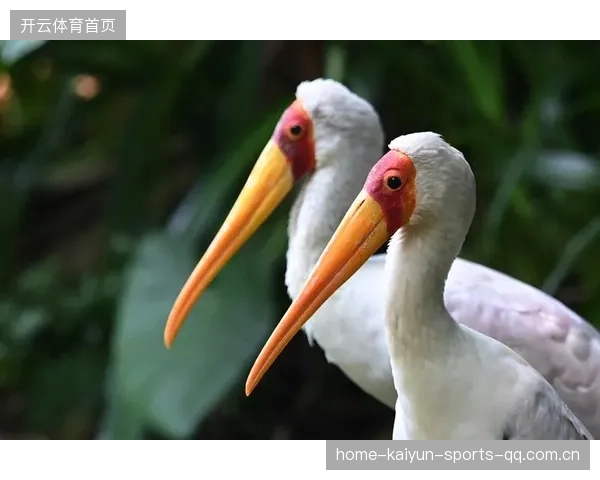 火烈鸟造型抢镜：如何用独特的视觉表达让自己成为焦点？